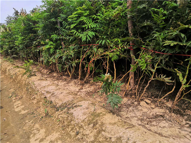 沭阳长景园林珍珠梅种植基地实拍图片
