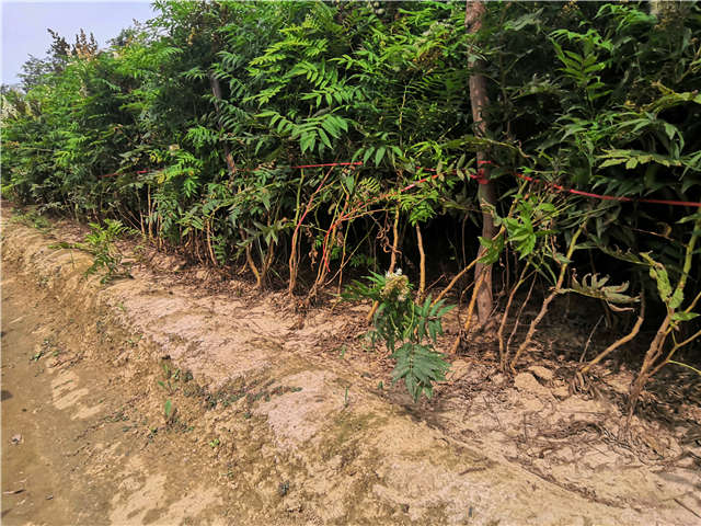 沭阳长景园林珍珠梅种植基地实拍图片 沭阳长景园林珍珠梅种植基地实拍图片