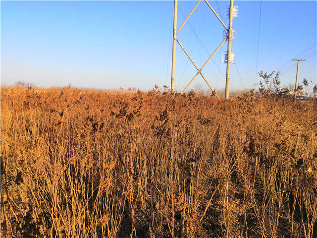 沭阳长景园林珍珠梅种植基地实拍图片