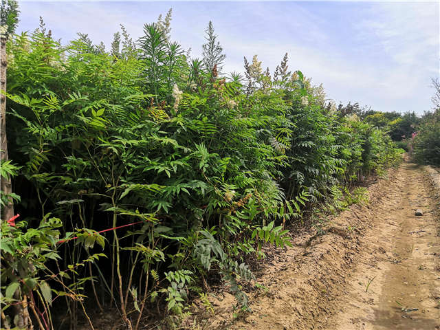 沭阳长景园林珍珠梅种植基地实拍图片 沭阳长景园林珍珠梅种植基地实拍图片