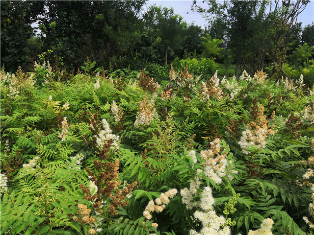 沭阳长景园林珍珠梅种植基地实拍图片