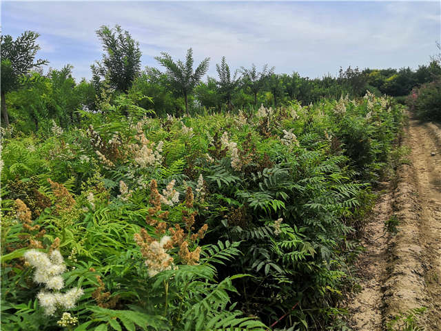 沭阳长景园林珍珠梅种植基地实拍图片