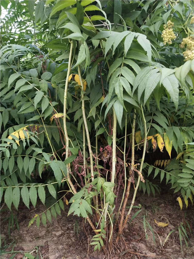 沭阳长景园林珍珠梅种植基地实拍图片