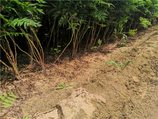 沭阳长景园林珍珠梅种植基地实拍图片