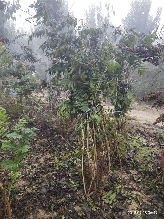 沭阳长景园林珍珠梅种植基地实拍图片