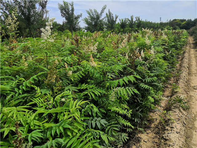 沭阳长景园林珍珠梅种植基地实拍图片