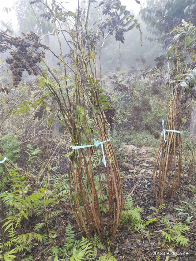 沭阳长景园林珍珠梅种植基地实拍图片