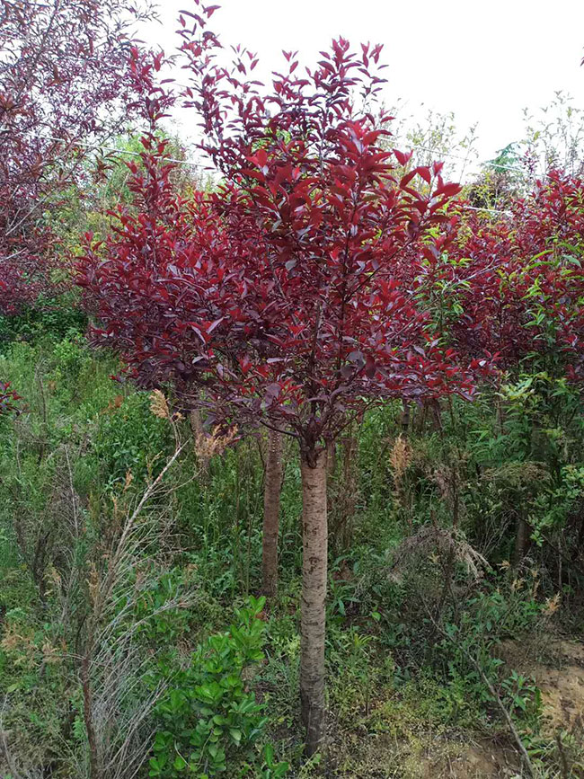 紫叶矮樱如何种植?紫叶矮樱种植时间密度 紫叶矮樱如何种植?紫叶矮樱种植时间密度