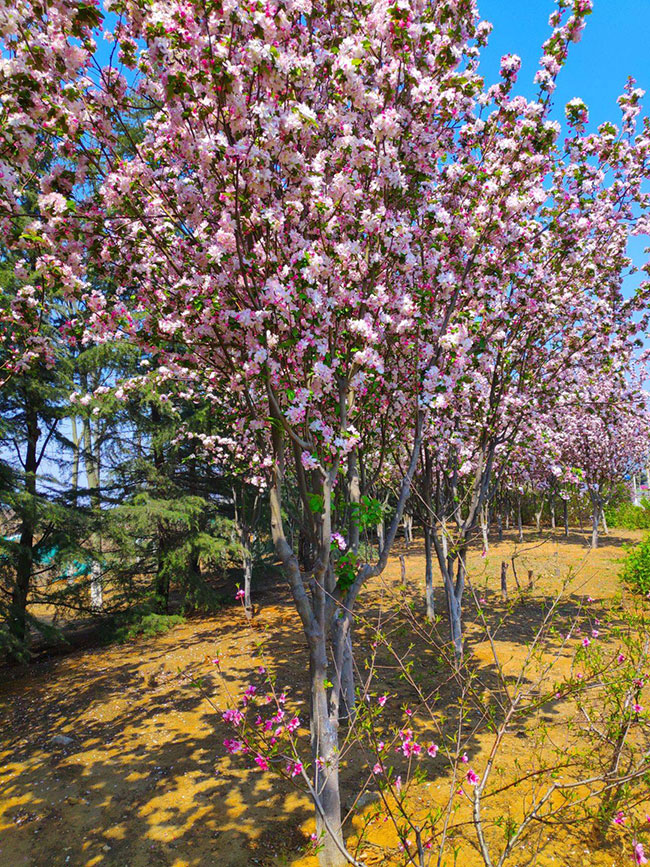 紫叶矮樱如何种植?紫叶矮樱种植时间密度 紫叶矮樱如何种植?紫叶矮樱种植时间密度