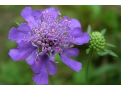 紫盆花种子最新价格(2023年新报价)