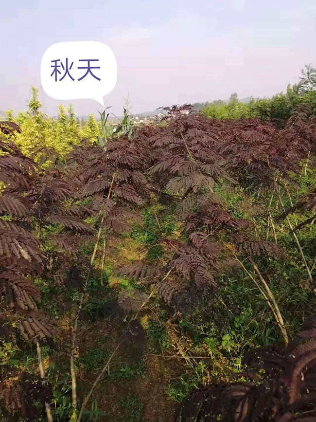 紫叶合欢树的前景如何?紫叶合欢市场前景分析 紫叶合欢树的前景如何?紫叶合欢市场前景分析