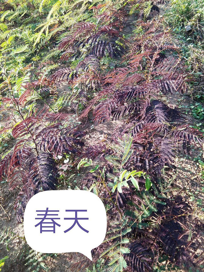 紫叶合欢树的前景如何?紫叶合欢市场前景分析 紫叶合欢树的前景如何?紫叶合欢市场前景分析