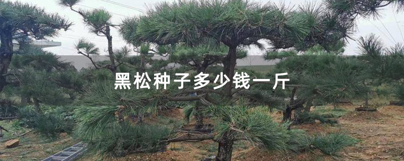 造型黑松苗基地实拍图 造型黑松苗基地实拍图