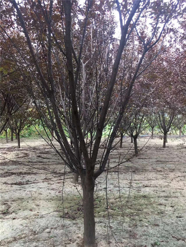 紫叶李照片种植基地实拍