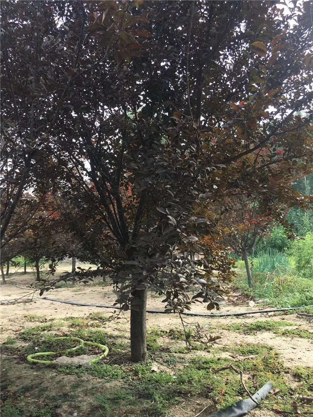 紫叶李照片种植基地实拍