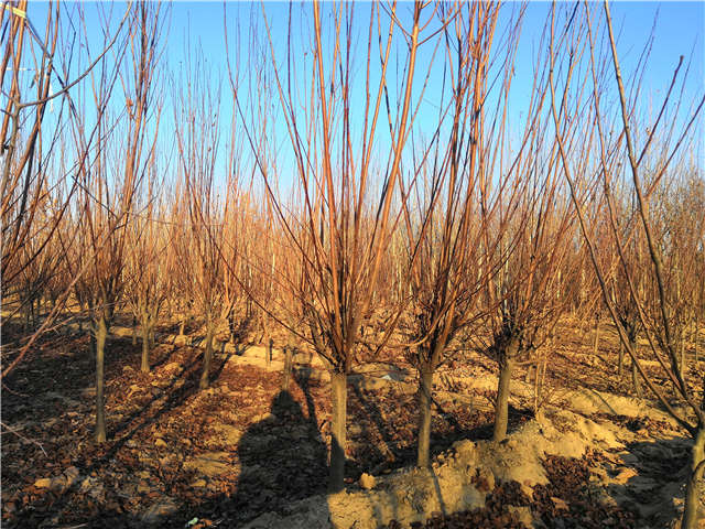 紫叶李照片种植基地实拍