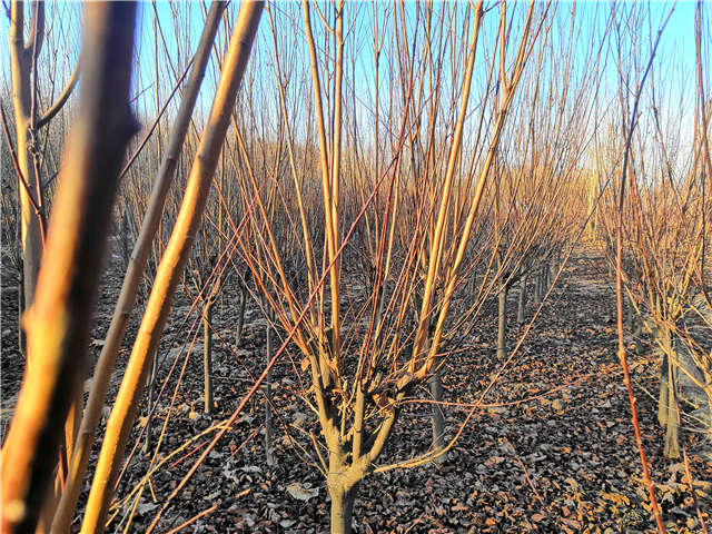 紫叶李照片种植基地实拍