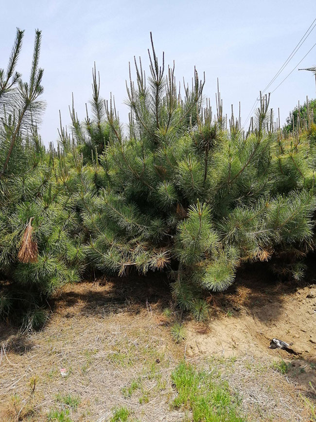 马尾松种植前景如何?2020年马尾松种植技术和经济效益分析 马尾松种植前景如何?2020年马尾松种植技术和经济效益分析