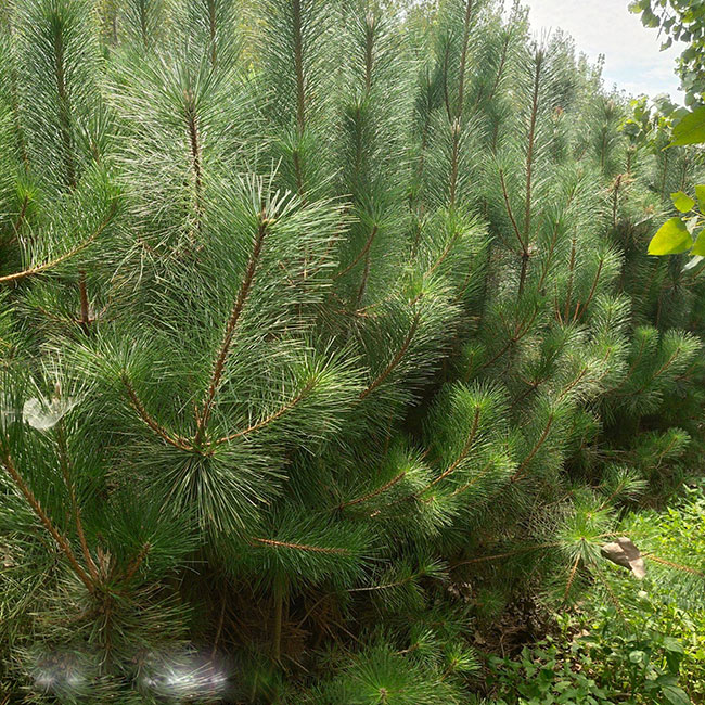 马尾松种植前景如何?2020年马尾松种植技术和经济效益分析 马尾松种植前景如何?2020年马尾松种植技术和经济效益分析