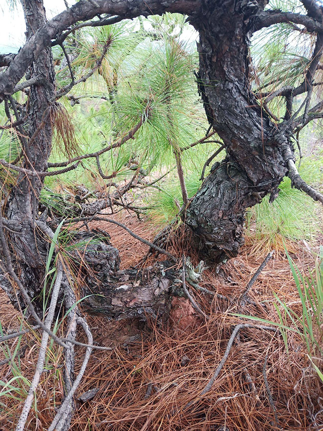 马尾松种植前景如何?2020年马尾松种植技术和经济效益分析 马尾松种植前景如何?2020年马尾松种植技术和经济效益分析