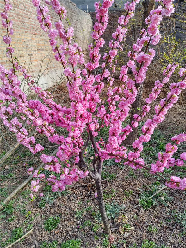 榆叶梅开花实拍