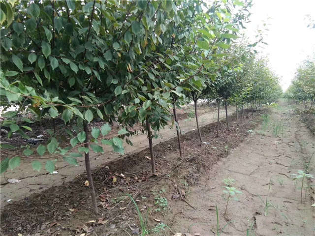 榆叶梅种植基地实拍 榆叶梅种植基地实拍