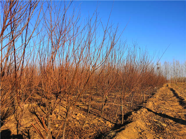 榆叶梅种植基地实拍