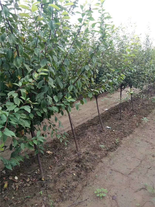 榆叶梅种植基地实拍 榆叶梅种植基地实拍