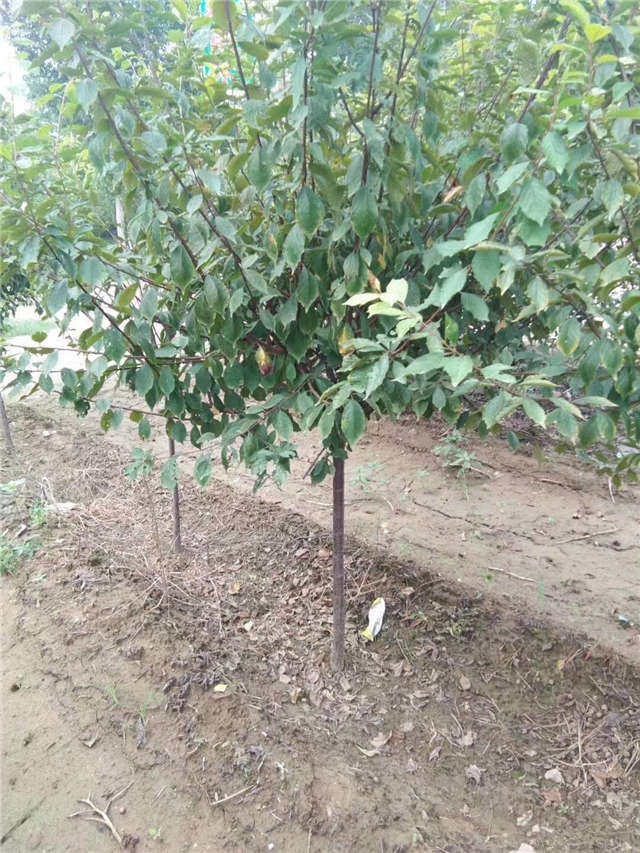 榆叶梅种植基地实拍 榆叶梅种植基地实拍