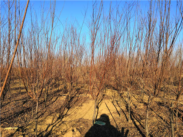 榆叶梅种植基地实拍 榆叶梅种植基地实拍