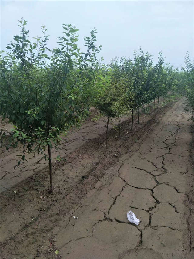 榆叶梅种植基地实拍