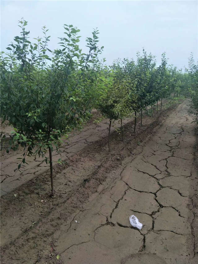 榆叶梅种植基地实拍 榆叶梅种植基地实拍