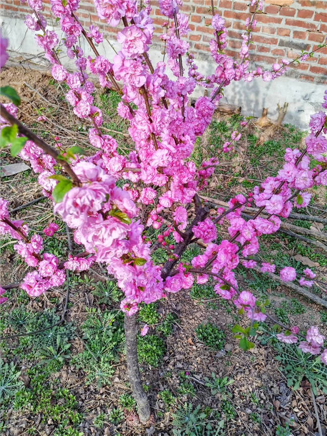 榆叶梅开花实拍