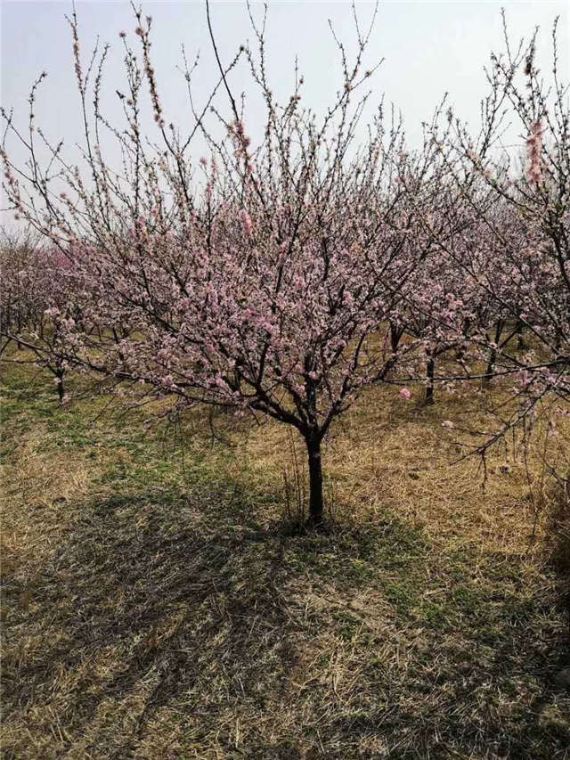 榆叶梅开花实拍