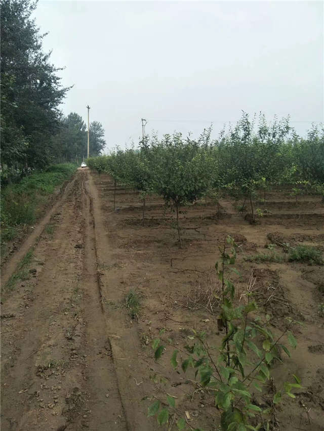 榆叶梅种植基地实拍