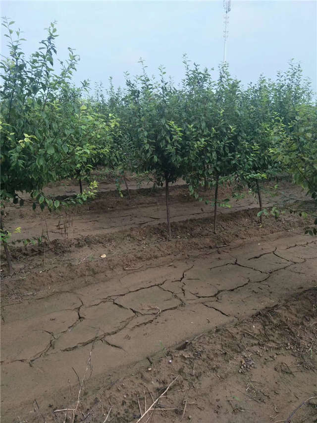 榆叶梅种植基地实拍 榆叶梅种植基地实拍