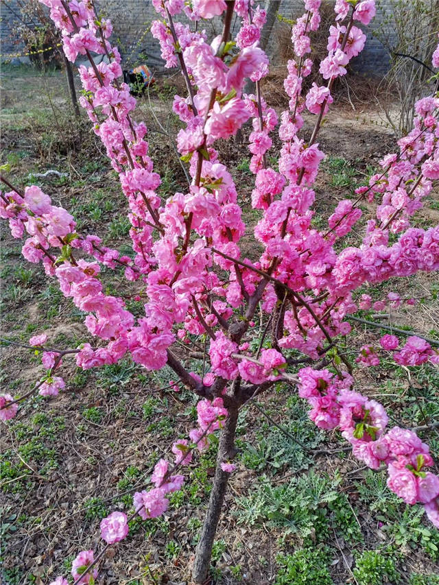 榆叶梅开花实拍