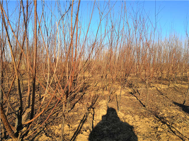 榆叶梅种植基地实拍 榆叶梅种植基地实拍