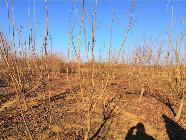 黄栌照片种植基地实拍