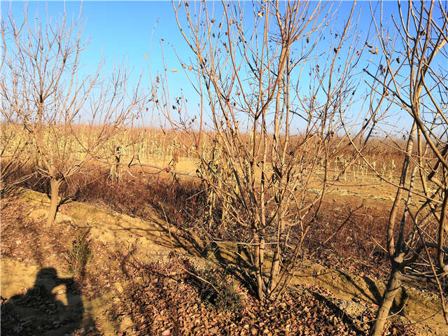 丛生黄栌照片种植基地实拍 丛生黄栌照片种植基地实拍