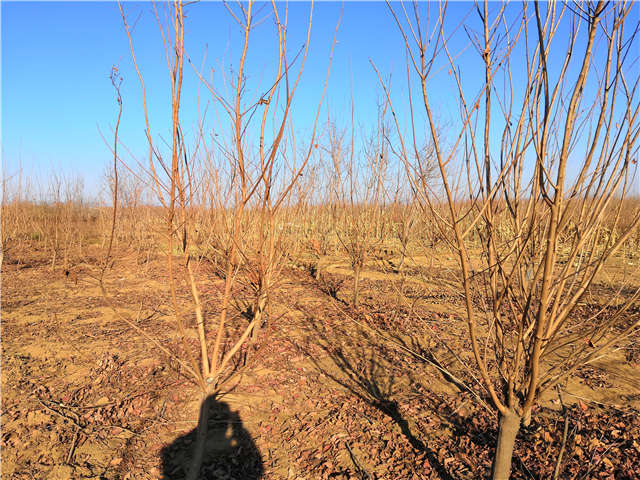 黄栌照片种植基地实拍 黄栌照片种植基地实拍
