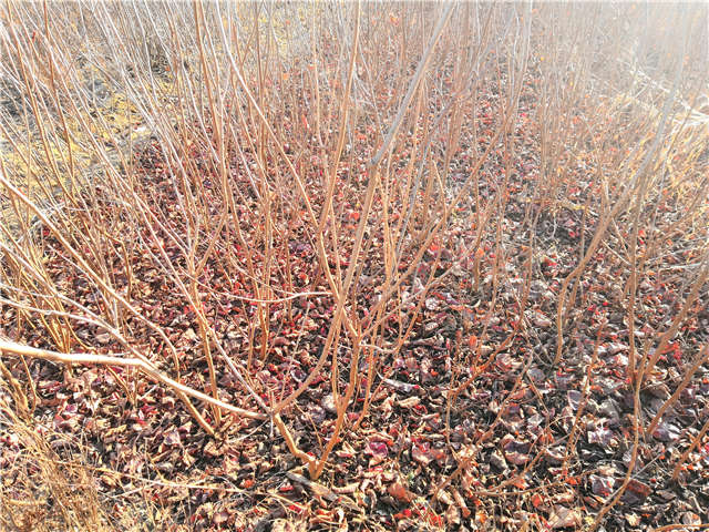 丛生黄栌小苗照片种植基地实拍 丛生黄栌小苗照片种植基地实拍