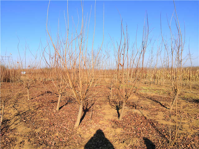 黄栌照片种植基地实拍 黄栌照片种植基地实拍