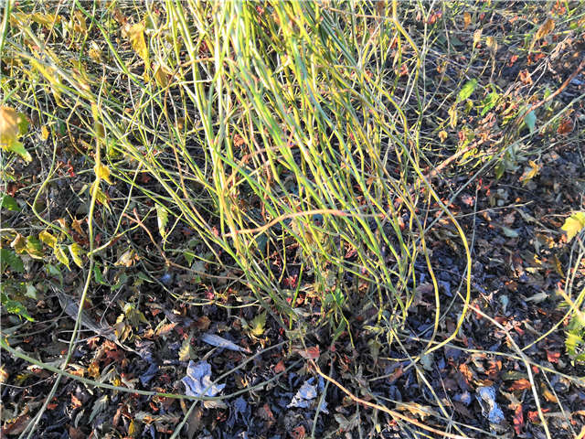 棣棠种植基地实拍