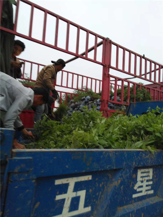 棣棠装车现场