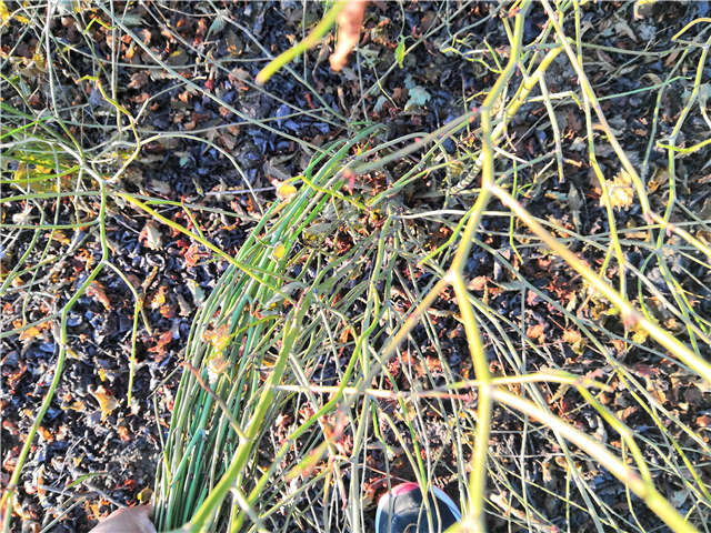 棣棠种植基地实拍