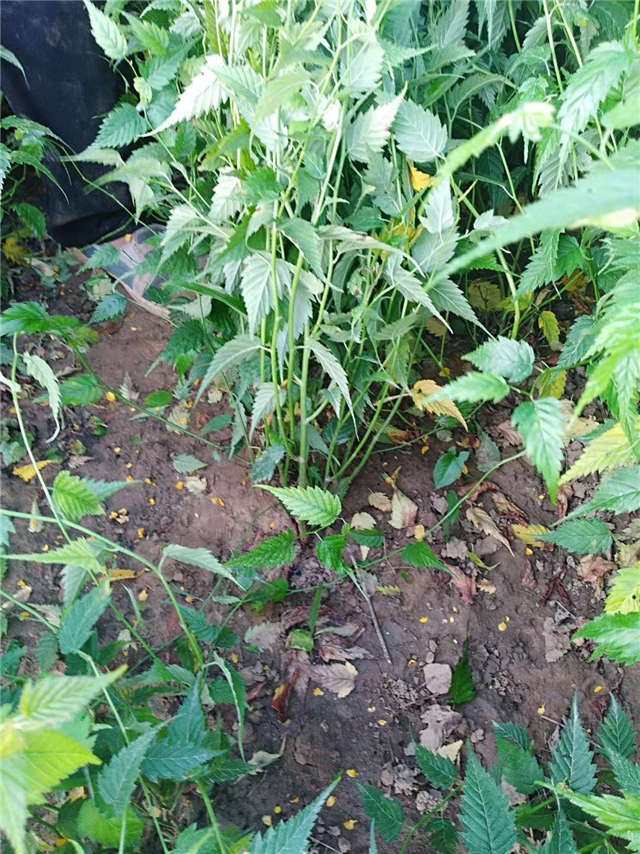 棣棠种植基地实拍