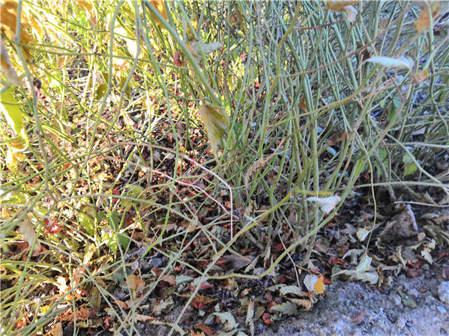 棣棠种植基地实拍