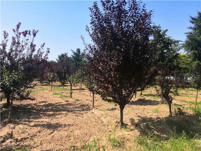 沭阳长景园林太阳李种植基地实拍图片 沭阳长景园林太阳李种植基地实拍图片