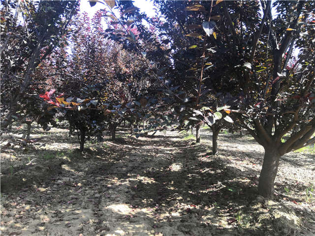 沭阳长景园林太阳李种植基地实拍图片 沭阳长景园林太阳李种植基地实拍图片